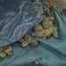 Zbulohet fabrika e kanabisit në Divjakë; sekuestruar 44 kg, 1426 bimë, procedohen tre punonjës të Zonave të Mbrojtura