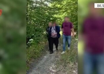 215 bimë kanabisi në dy parcela në Bulqizë, 37-vjeçari nga Kamza kapet në flagrancë