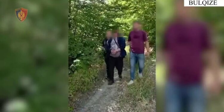 215 bimë kanabisi në dy parcela në Bulqizë, 37-vjeçari nga Kamza kapet në flagrancë