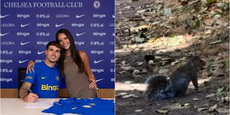 A sulmojnë ketrat? Partnerja e lojtarit të ri të Chelsea-t përballet me situatën dhe kërkon ndihmë ChatGPT-së
