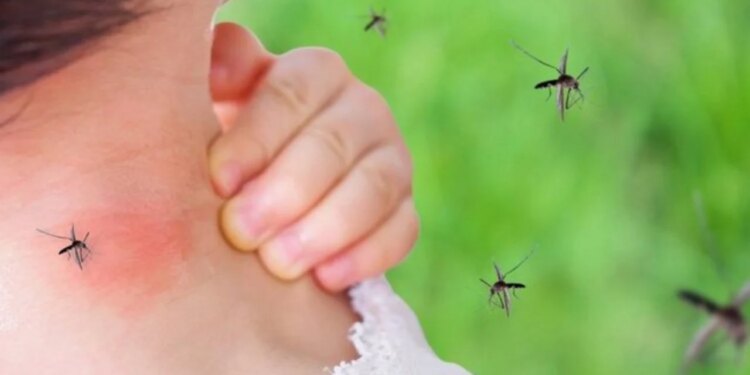 Alarm në Greqi: virusi i Nilit Perëndimor përhapet me shpejtësi, 6 viktima dhe 65 të infektuar