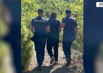 Arrestohet 58-vjeçari në Pukë për parcelë kanabisi, i sekuestrohet armë zjarri