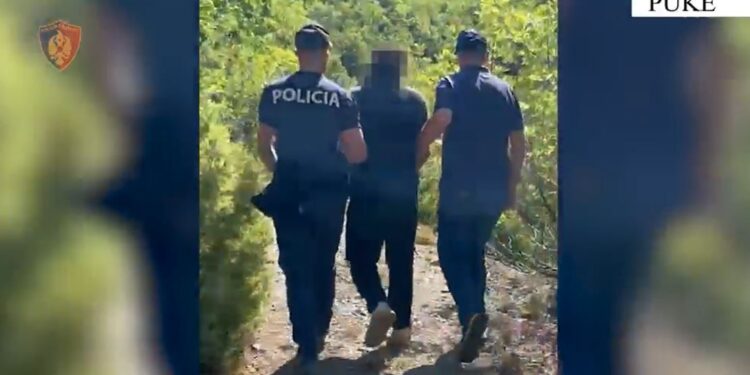 Arrestohet 58-vjeçari në Pukë për parcelë kanabisi, i sekuestrohet armë zjarri