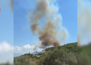 Arrestohet në Ballsh 54-vjeçari, dyshohet se ndezi zjarrin ku u dogjën 400 pemë ulliri