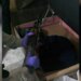 Babë e bir arrestohen në flagrancë në Lushnje për drogë në makinë dhe armë në shtëpi; zbardhen identitetet