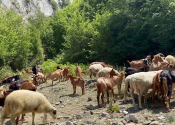 Bariu i fundit në Gramsh: Tërvol dikur 1500 krerë bagëti, sot vetëm 65 — Ferit Sinani: Të rinjtë ikin