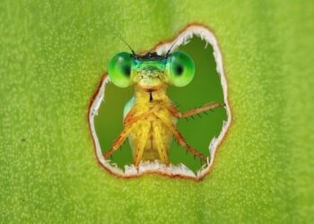 Dritare mbi ligatinat: Pilivesa kurioze protagoniste e fotografisë më të mirë të biodiversitetit
