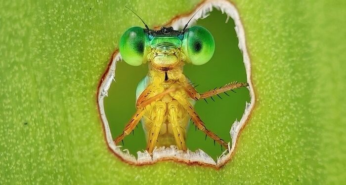 Dritare mbi ligatinat: Pilivesa kurioze protagoniste e fotografisë më të mirë të biodiversitetit