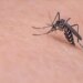 Ethet e Nilit përhapen shpejt; Greqia raporton 232 raste dhe 19 viktima, Shqipëria vetëm një i infektuar