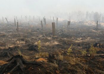 Gjermania e rrezikuar nga zjarret në Belgjikë, autoritetet bëjnë thirrje për evakuim të qyteteve afër kufirit belg