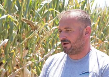 Kostot përgjysmojnë mbjelljet; fermeri ul sipërfaqen nga 180 në 80 ha dhe shkëmben silazhin me lopë