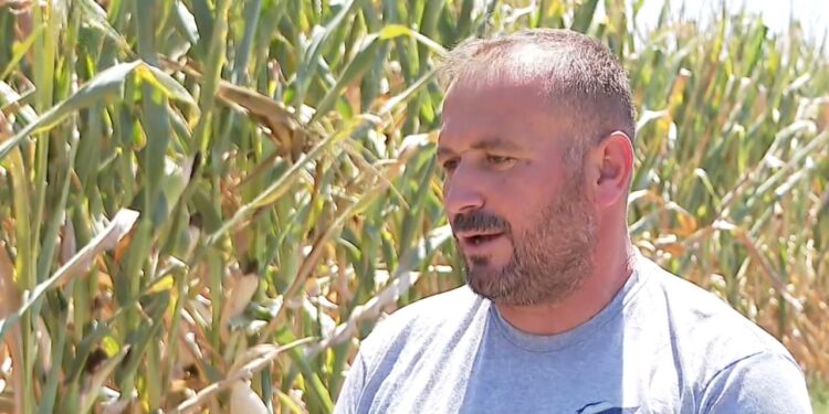 Kostot përgjysmojnë mbjelljet; fermeri ul sipërfaqen nga 180 në 80 ha dhe shkëmben silazhin me lopë