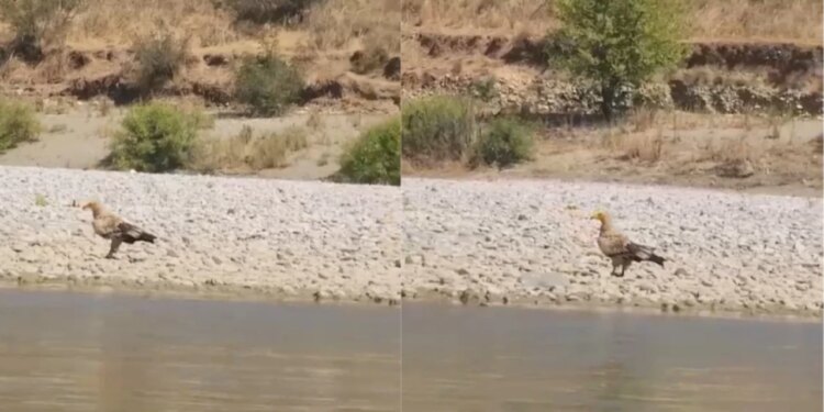 Pamje të rralla: shkaba egjiptiane zbarkon në Vjosë