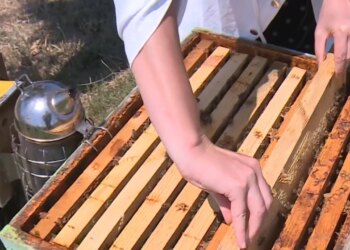Përgjysmohet prodhimi i mjaltit pas dëmeve nga moti; bletarët në krizë, pritet rritje e ndjeshme e çmimit