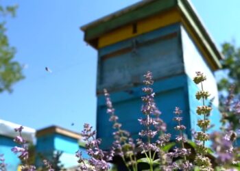 Pesticidet dhe kimikatet bujqësore kërcënojnë mjaltin, vrasin kolonitë e bletëve dhe ndotin produktet e tyre