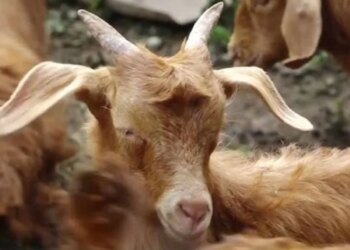 Plasja godet disa krerë bagëti në Gjirokastër, autoritetet u bëjnë thirrje fermerëve të njoftojnë menjëherë shërbimin veterinar
