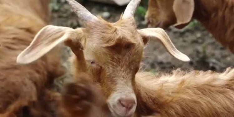 Plasja godet disa krerë bagëti në Gjirokastër, autoritetet u bëjnë thirrje fermerëve të njoftojnë menjëherë shërbimin veterinar