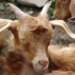 Plasja godet disa krerë bagëti në Gjirokastër, autoritetet u bëjnë thirrje fermerëve të njoftojnë menjëherë shërbimin veterinar