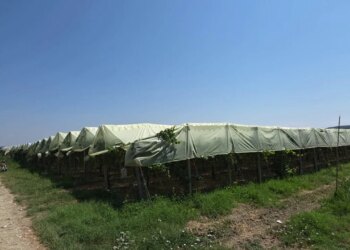 Rrushi i bollshëm, pa fitim: çmimi 70 lekë/kg, fermerët e Libofshës paralajmërojnë kalbjen në vreshta