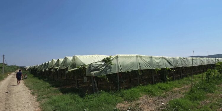 Rrushi i bollshëm, pa fitim: çmimi 70 lekë/kg, fermerët e Libofshës paralajmërojnë kalbjen në vreshta