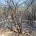 Situata e zjarreve në Shqipëri: Ministria e Mbrojtjes, vatra aktive në Tiranë, Kurbin, Krujë; mbi 200 forca