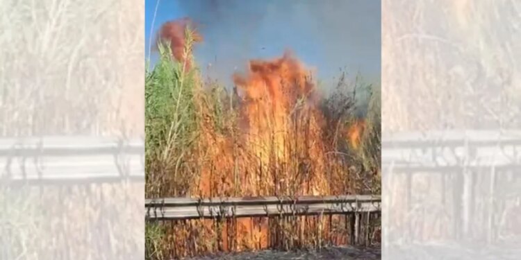 Zjarr në Novoselë të Vlorës, temperaturat e larta dhe era e fortë favorizojnë përhapjen në ullishte