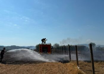 Zjarr në periferi të qytetit të Cërrikut: Flakët dogjën një parcelë me ullinj dhe rrezikuan një banesë