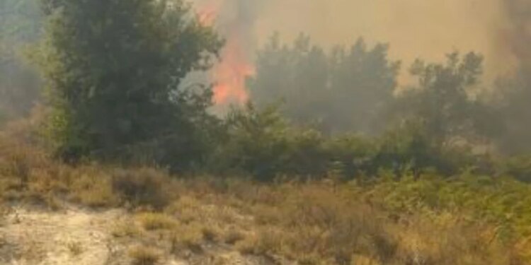 Zjarr përfshin Drenovën e Mallakastrës, flakët përhapen në ullishte