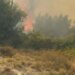 Zjarr përfshin Drenovën e Mallakastrës, flakët përhapen në ullishte
