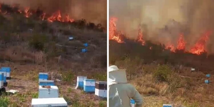 Zjarri në Finiq del jashtë kontrollit; flakët avancojnë drejt fshatrave, ndërhyhet nga ajri