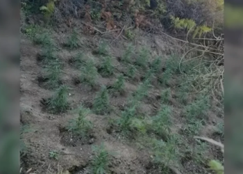 Arrestohet 41-vjeçari në Mallakastër për kultivim të kanabisit afër tokës së tij; bimët narkotike asgjësohen