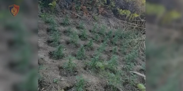 Arrestohet 41-vjeçari në Mallakastër për kultivim të kanabisit afër tokës së tij; bimët narkotike asgjësohen