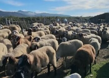 Censi i Bujqësisë sërish shtyhet, numërimi i fermave dhe gjësë së gjallë në vjeshtën e 2027