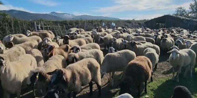 Censi i Bujqësisë sërish shtyhet, numërimi i fermave dhe gjësë së gjallë në vjeshtën e 2027