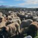 Censi i Bujqësisë sërish shtyhet, numërimi i fermave dhe gjësë së gjallë në vjeshtën e 2027