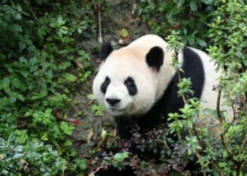 Diplomacia e pandave rikthehet në SHBA: Dy panda mbërrijnë në kopshtin zoologjik të Atlantës
