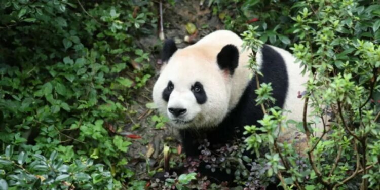 Diplomacia e pandave rikthehet në SHBA: Dy panda mbërrijnë në kopshtin zoologjik të Atlantës