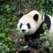 Diplomacia e pandave rikthehet në SHBA: Dy panda mbërrijnë në kopshtin zoologjik të Atlantës