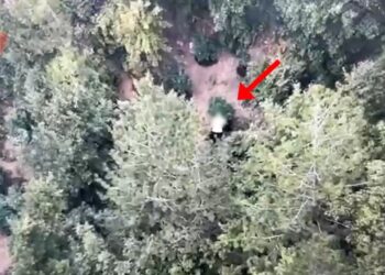 Droni zbulon parcelë droge në mes të pyllit; arrestohet 37-vjeçari në Mirditë