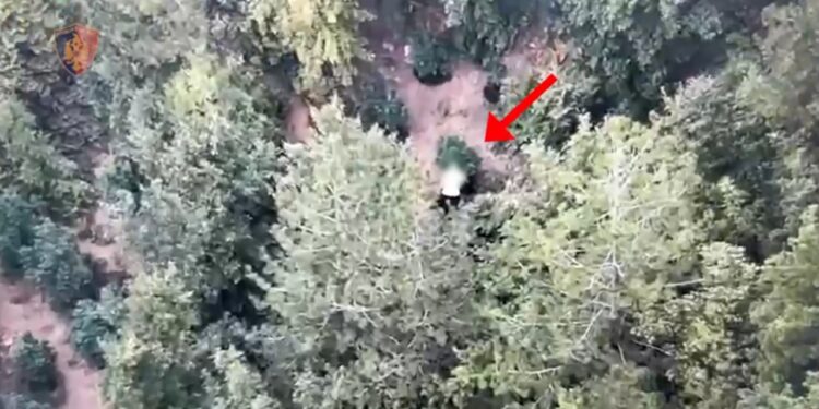 Droni zbulon parcelë droge në mes të pyllit; arrestohet 37-vjeçari në Mirditë