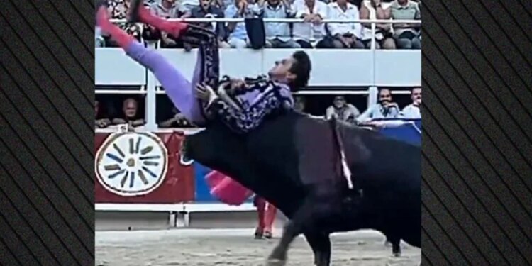 E zvarriti mes brirëve për mbi 10 sekonda — Messi i toreadorëve sfidon sërish demin 540 kilogramë