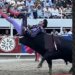 E zvarriti mes brirëve për mbi 10 sekonda — Messi i toreadorëve sfidon sërish demin 540 kilogramë