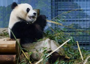 Kina dhuron dy panda SHBA-së, traditë që daton nga 1972 pas vizitës historike të presidentit Nixon në Pekin