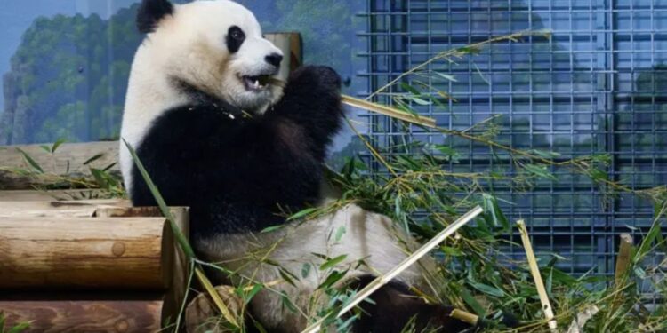Kina dhuron dy panda SHBA-së, traditë që daton nga 1972 pas vizitës historike të presidentit Nixon në Pekin