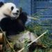 Kina dhuron dy panda SHBA-së, traditë që daton nga 1972 pas vizitës historike të presidentit Nixon në Pekin