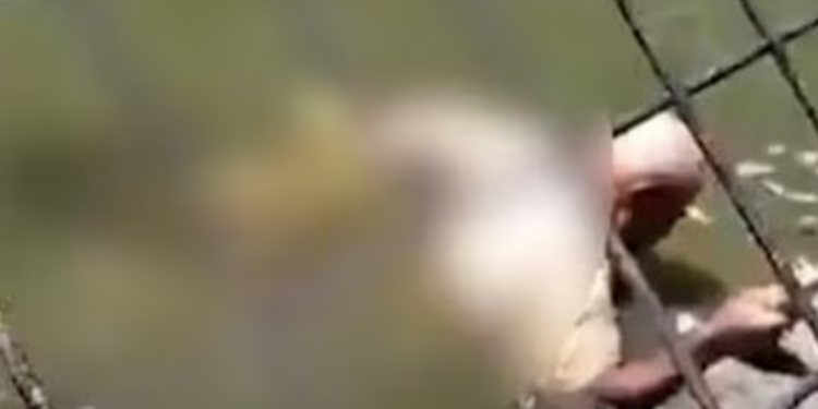 Krokodili, i ushqyer prej 2 vitesh, sulmon dhe vret punonjësin në kopshtin zoologjik në Papua Guinea e Re