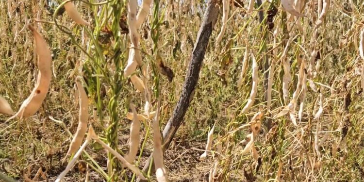 Në Devoll breshëri shkatërron prodhimet; fermerët humbin deri në 80% të fasules