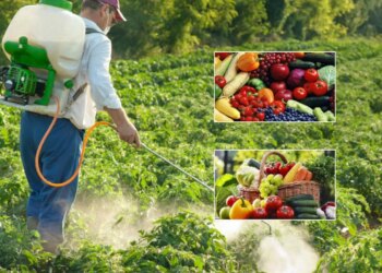 Pesticidet në fruta dhe perime: agronomët rekomandojnë preparate me karencë të shkurtër; kërkohet protokoll i ri