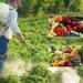 Pesticidet në fruta dhe perime: agronomët rekomandojnë preparate me karencë të shkurtër; kërkohet protokoll i ri