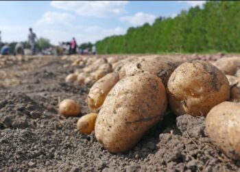 Sezoni i patates në Stëblevë: Fshati prodhon deri në 10 mijë tonë, fermerët: Jetojmë vetëm me këtë produkt